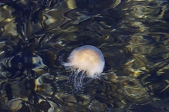 Cyanea capillata
