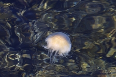 Cyanea capillata