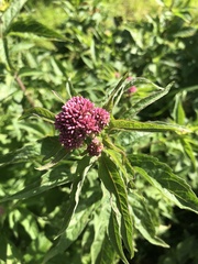 Eupatorium cannabinum
