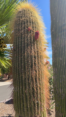 Cephalocereus polylophus
