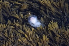 Cyanea lamarckii