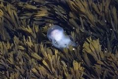 Cyanea lamarckii