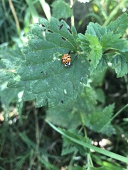 Harmonia axyridis
