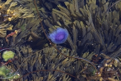 Cyanea lamarckii