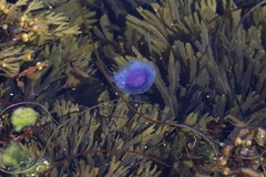 Cyanea lamarckii