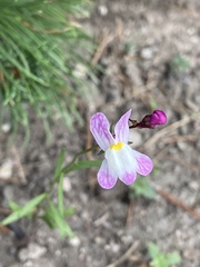 Linaria