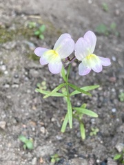 Linaria