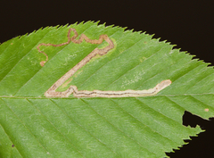 Stigmella lemniscella