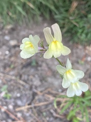 Linaria