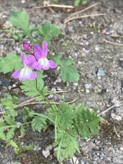 Linaria
