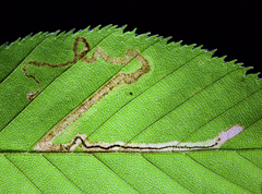 Stigmella lemniscella
