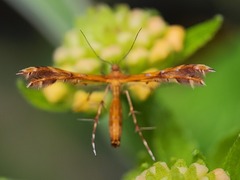 Pterophorinae