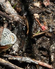 Euphilotes battoides