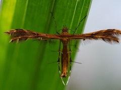 Pterophorinae