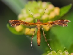 Pterophorinae