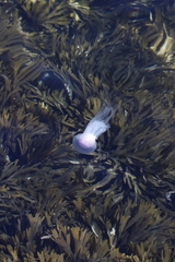 Cyanea lamarckii