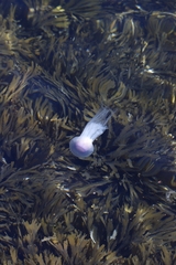Cyanea lamarckii