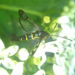Synanthedon tipuliformis