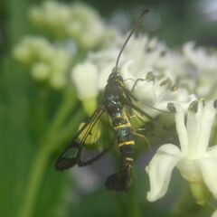 Synanthedon tipuliformis