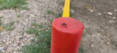 Salticidae