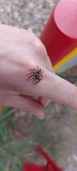 Salticidae