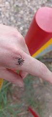 Salticidae