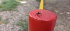 Salticidae