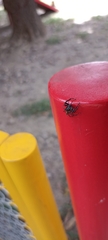 Salticidae