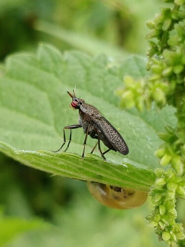 Sieve-winged Snailkiller, 5311 Gameren, Nederland, photo 10 of 10
