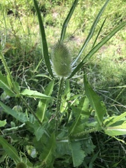 Dipsacus fullonum
