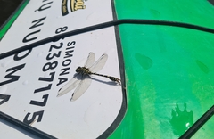 Onychogomphus forcipatus