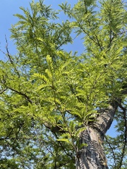 Robinia pseudoacacia