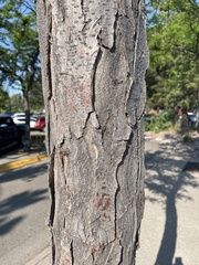 Robinia pseudoacacia