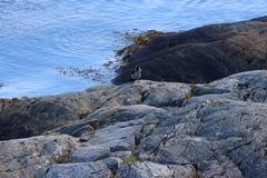 Corvus cornix