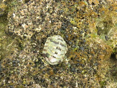 Chiton viridis