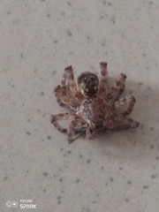 Araneae