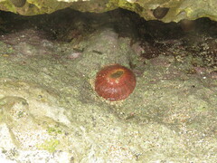 Bunodosoma granuliferum
