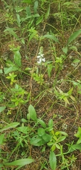 Spiranthes vernalis