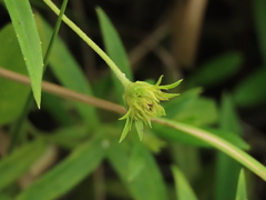 Sphagneticola calendulacea