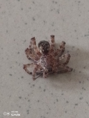 Araneae