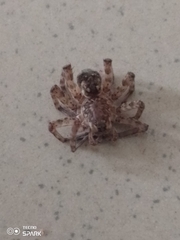 Araneae