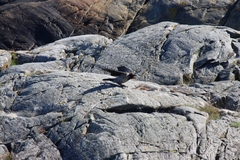 Corvus cornix