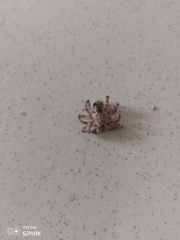 Araneae