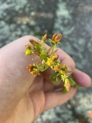 Hypericum perforatum perforatum