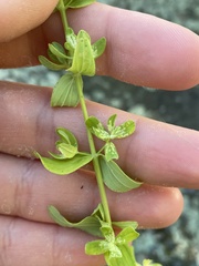 Hypericum perforatum perforatum