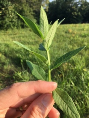 Verbesina helianthoides