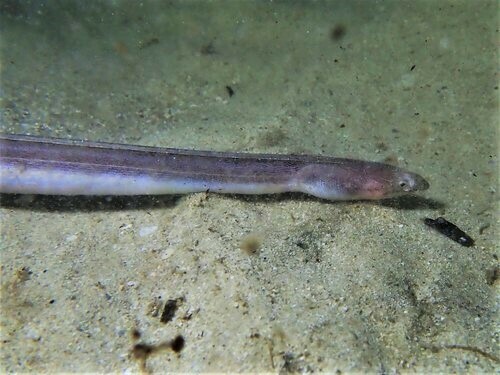 Fringed-Lipped Snake-Eel