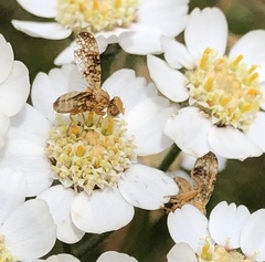 Oxyna flavipennis