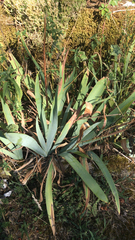 Yucca pallida