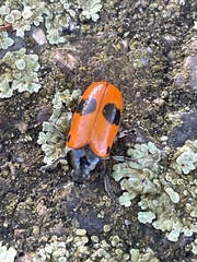 Clytra quadripunctata